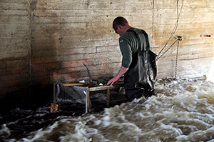 worker measuring pheromone drip rates